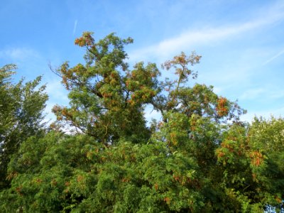 20130817Robinia_pseudoacacia1