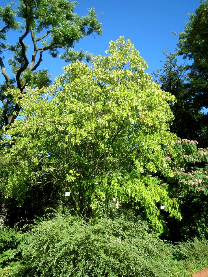 20130817Staphylea_pinnata1