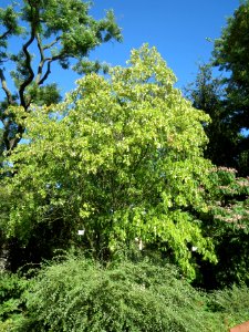20130817Staphylea_pinnata1