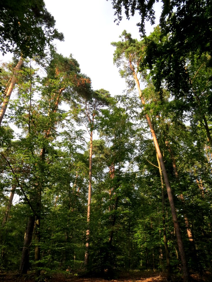20130820Fagus_sylvativa7