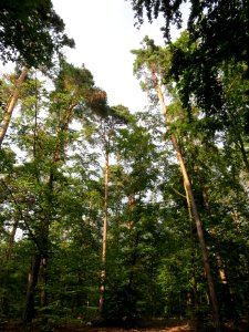 20130820Fagus_sylvativa7