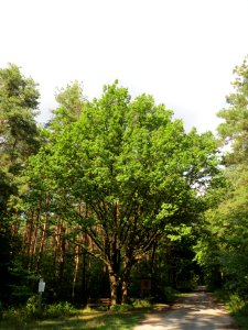 20130820Quercus_robur1