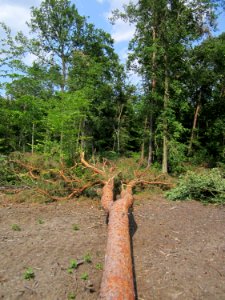 20130713Windbruch_Schwetzinger_Hardt07