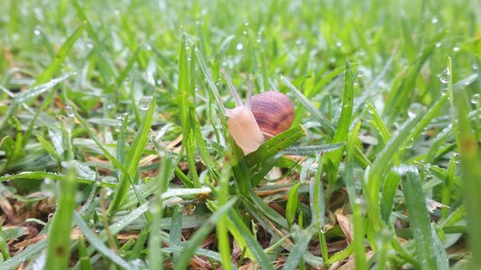Wet grass snail green