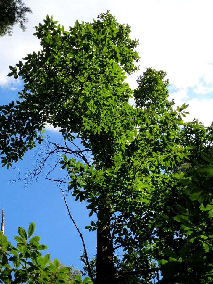 20130821Castanea_sativa7