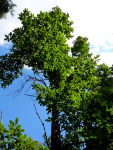 20130821Castanea_sativa7