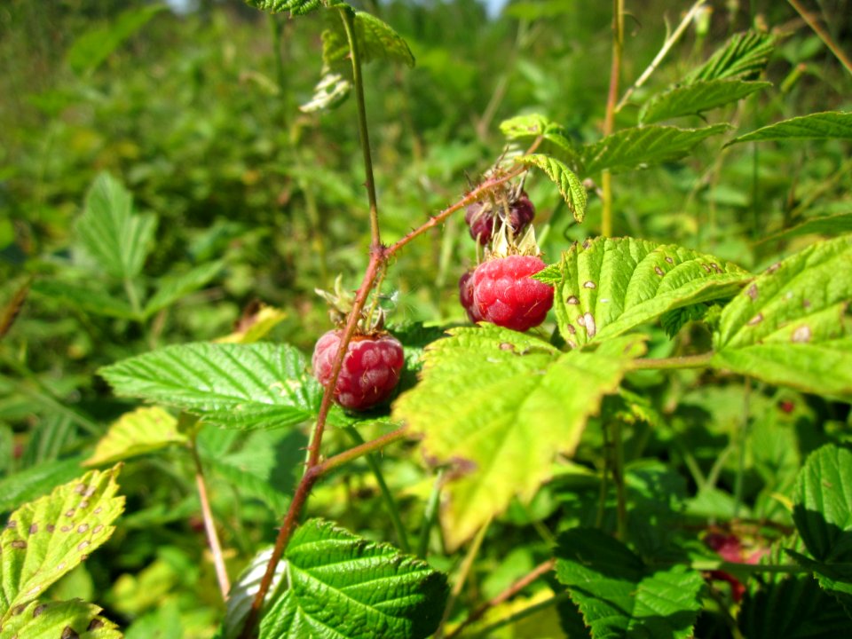 20130714Himbeere_Schwetzinger_Hardt2