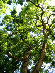 20130817Celtis_australis1
