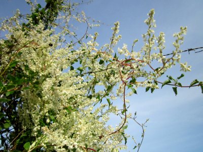 20130714Knoeterich_Schwetzinger_Hardt1