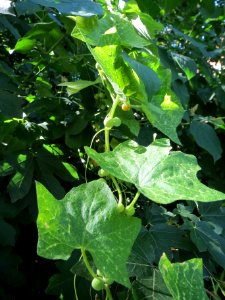 20130817Bryonia_dioica2
