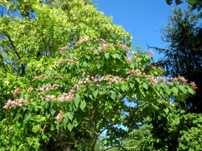 20130817Clerodendrum_trichotomum2