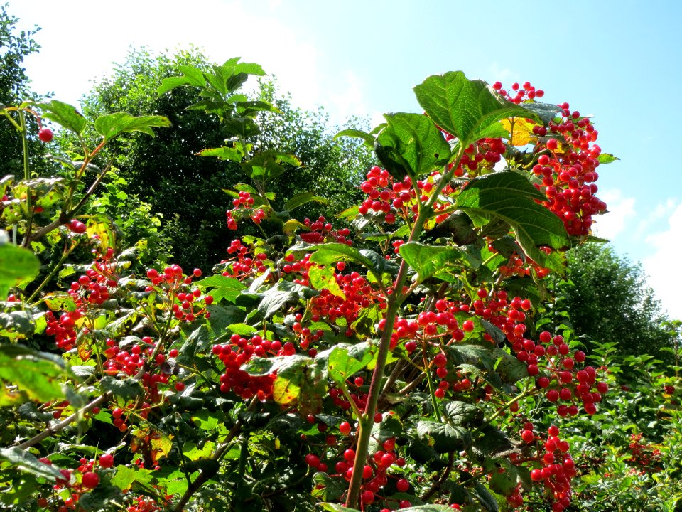 20130819Viburnum_opulus1