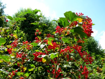 20130819Viburnum_opulus1