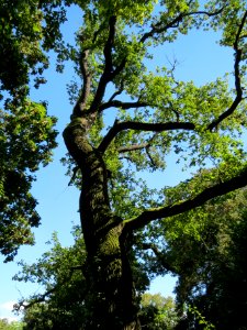 20130817Eiche_Speyer2