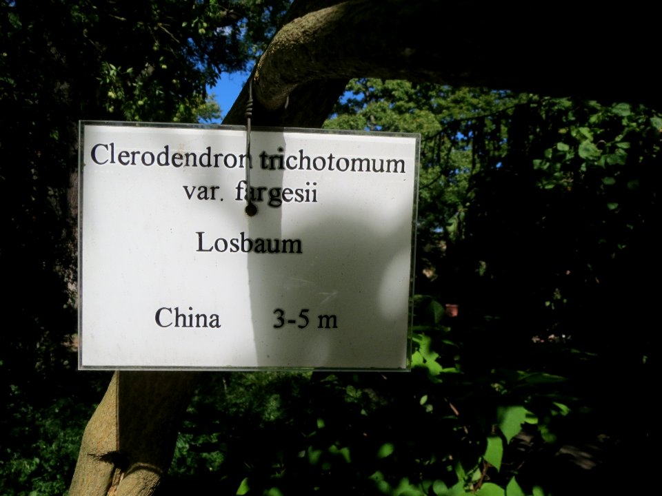 20130817Clerodendrum_trichotomum5