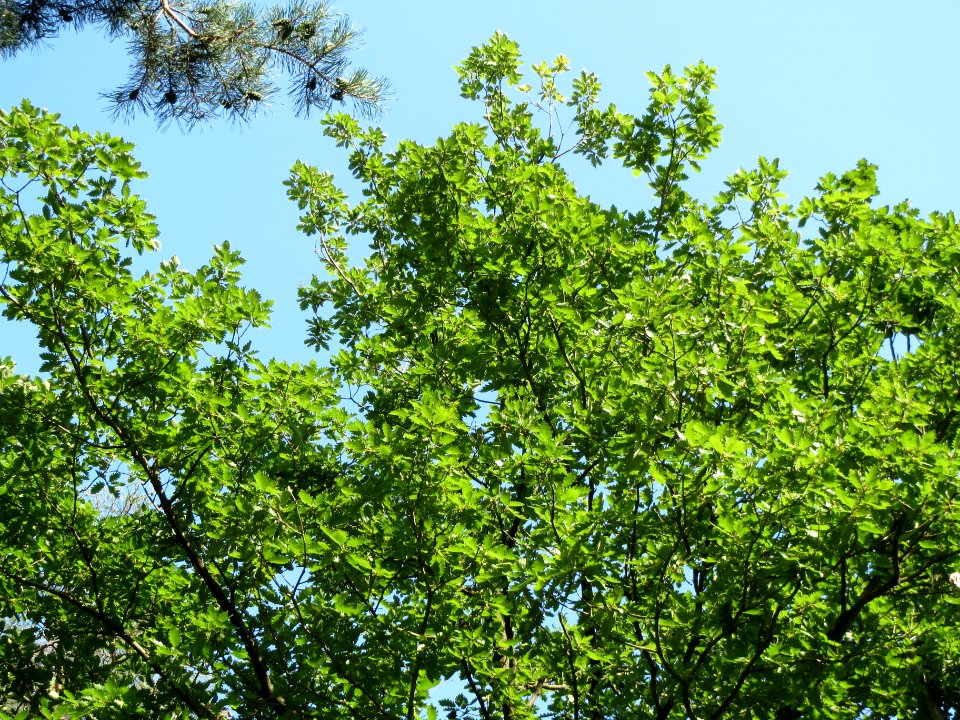20130820Castanea_sativa02