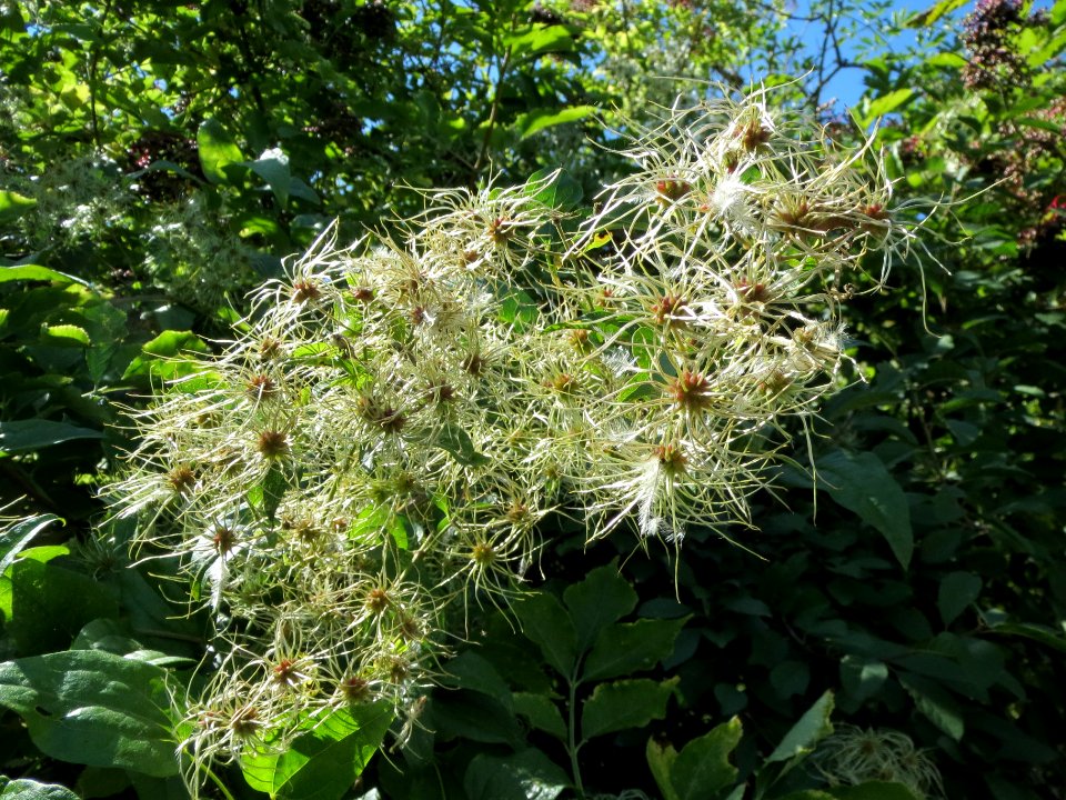 20130817Clematis_vitalba1