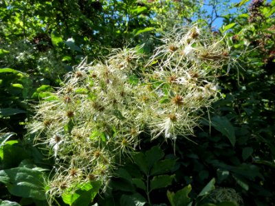 20130817Clematis_vitalba1