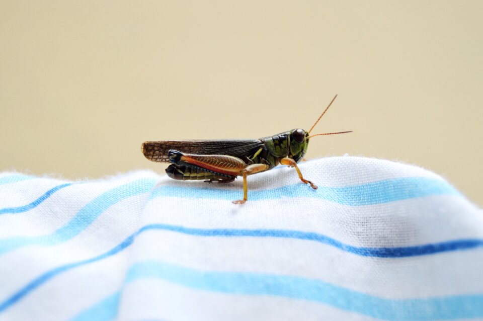 Fabric nature insects