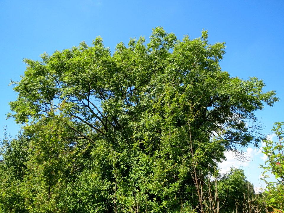 20130817Esche_Altlussheim2