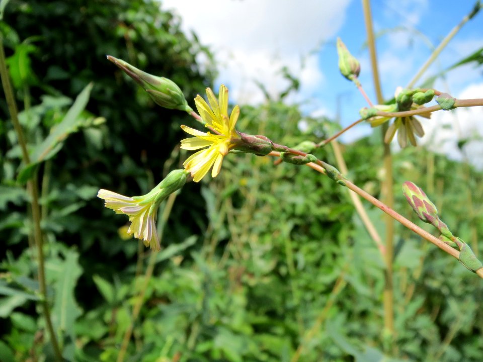 20130819Stachel-Lattich_Hockenheim11