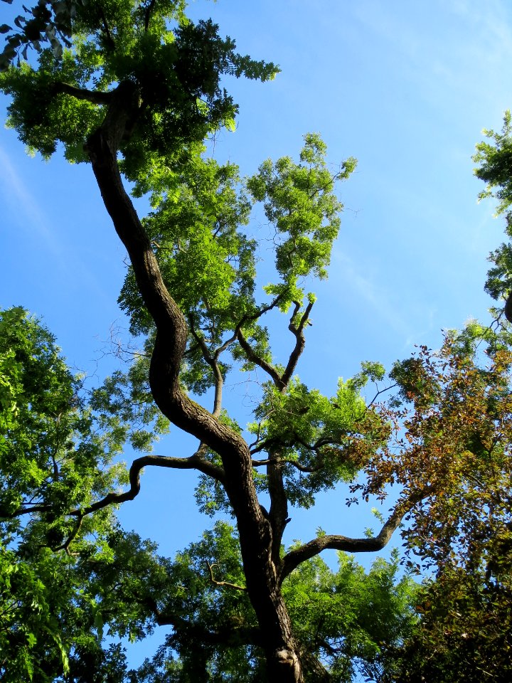 20130817Styphnolobium_japonicum3