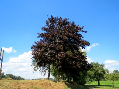 20130817Ahorn_Altlussheim2