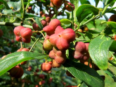 20130819Euonymus_europaeus