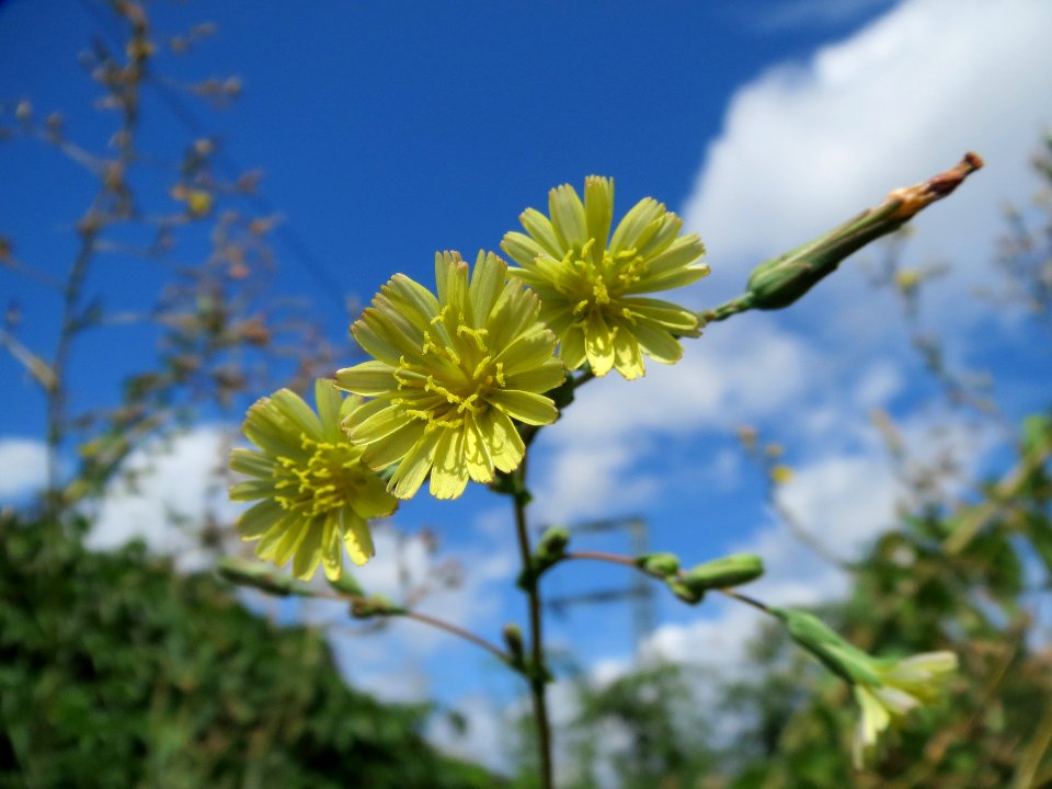 20130819Stachel-Lattich_Hockenheim04