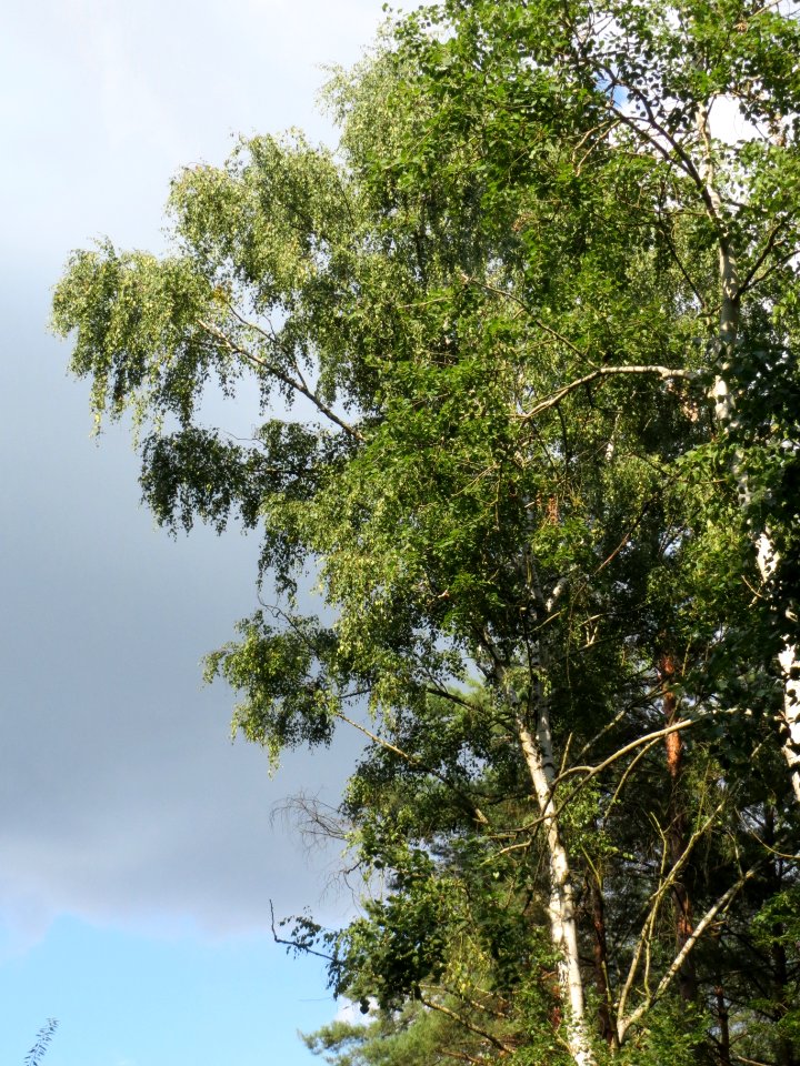 20130820Betula_pendula5