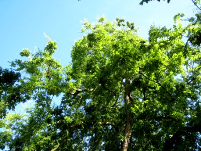 20130817Celtis_australis2