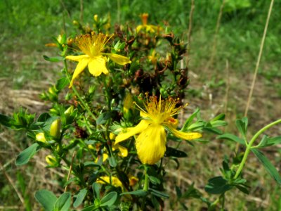 20130819Johanniskraut