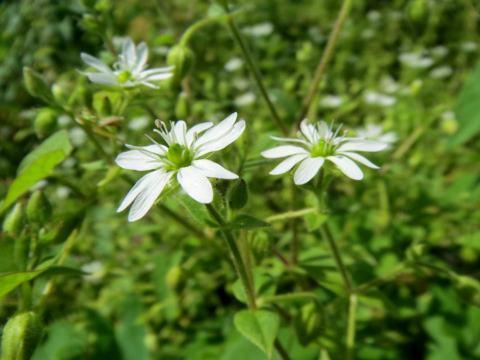 20130819Myosoton_aquaticum3
