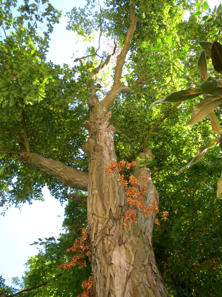 20130817Hainbuche_Speyer2