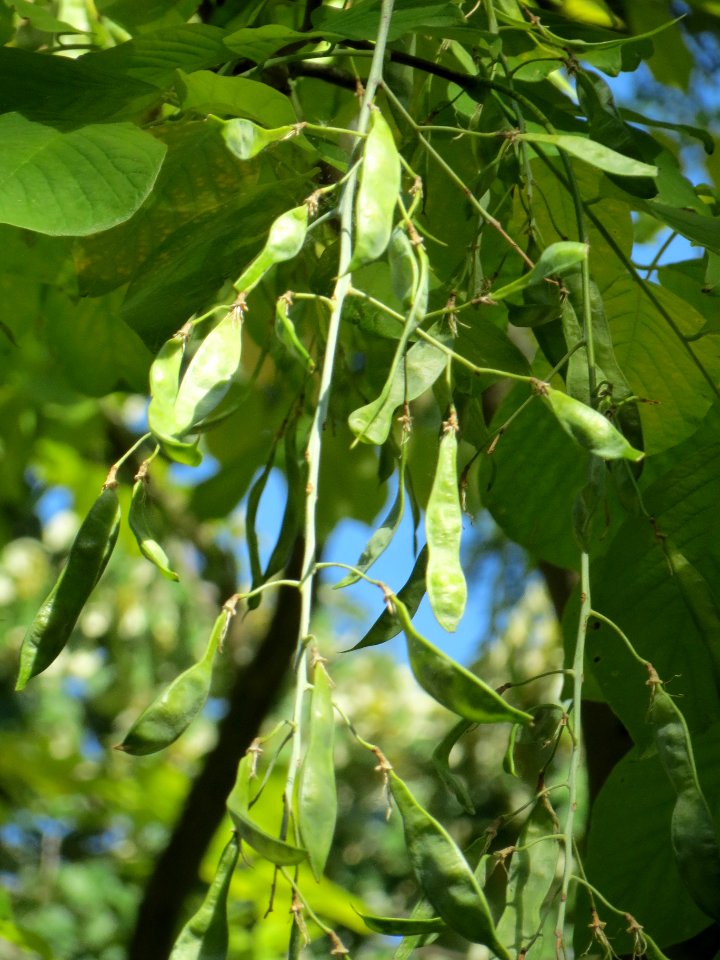 20130817Cladrastis_kentukea2