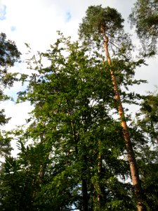 20130820Fagus_sylvativa4