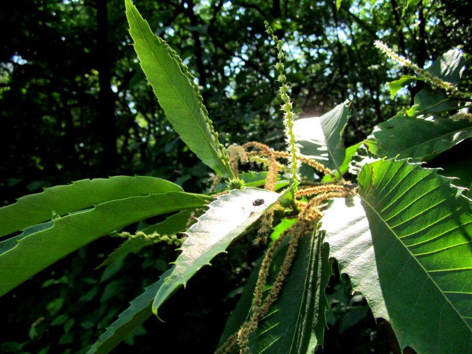 20130713Edelkastanie_Schwetzinger_Hardt23
