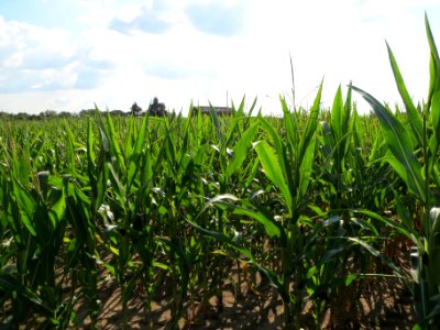 20130820Mais_Reilingen3