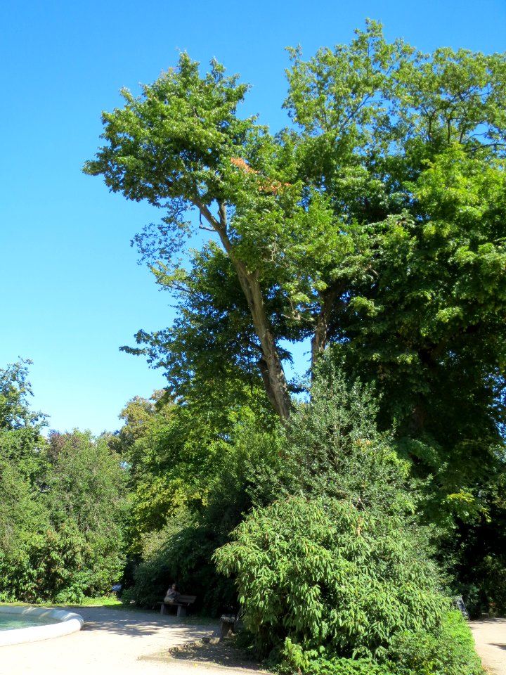 20130817Hainbuche_Speyer1