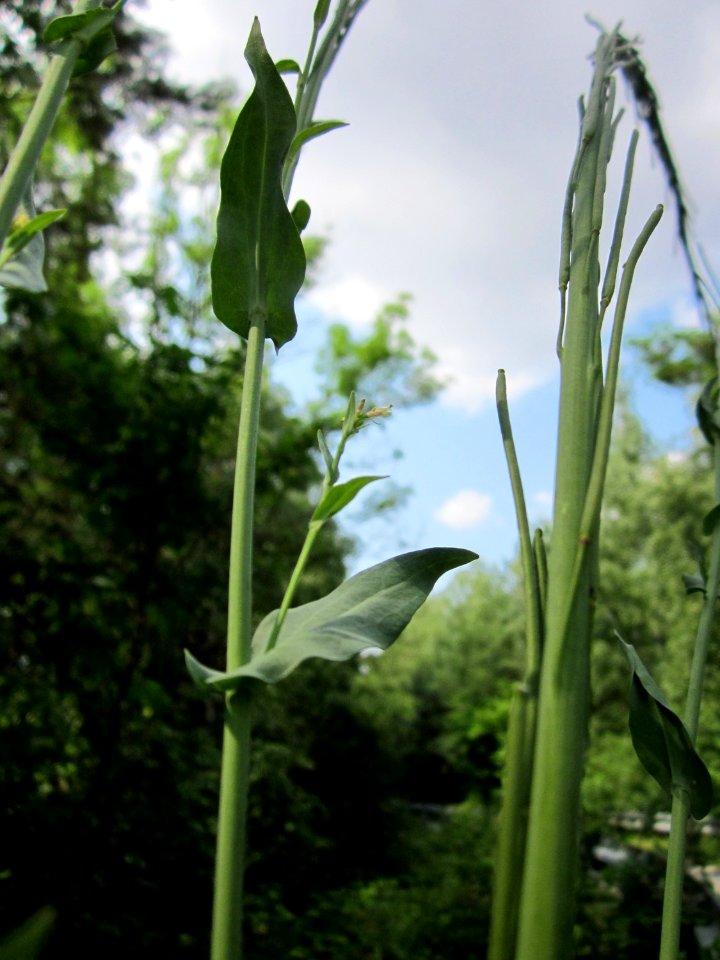 20130713Turmkraut_Schwetzinger_Hardt3