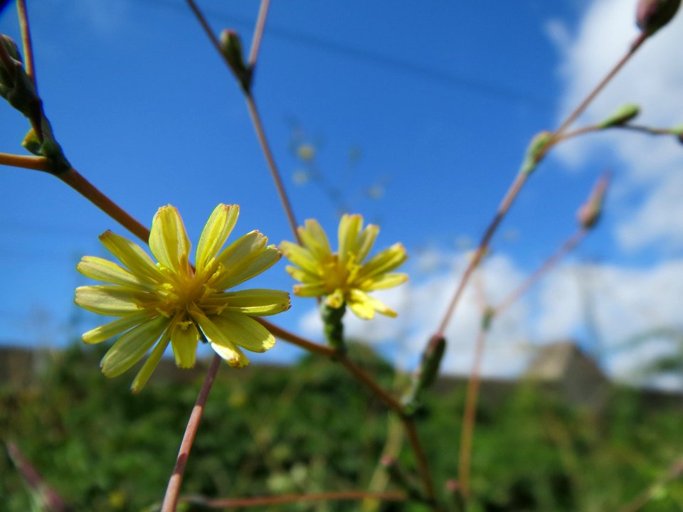 20130819Stachel-Lattich_Hockenheim06