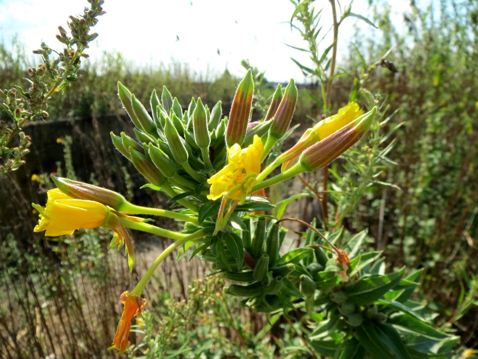 20130820Oenothera_biennis2