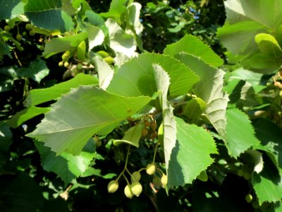 20130820Tilia_tomentosa6 photo