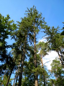 20130821Douglasie05