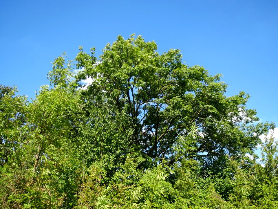 20130817Esche_Altlussheim1