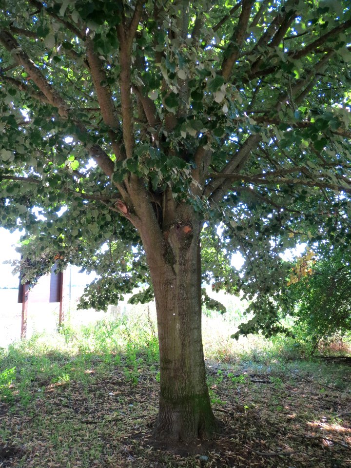 20130820Tilia_tomentosa8