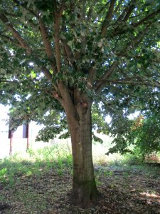 20130820Tilia_tomentosa8 photo