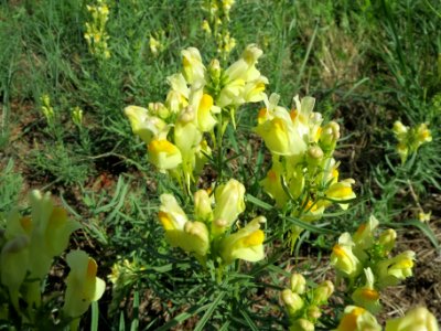 20130819Linaria_vulgaris