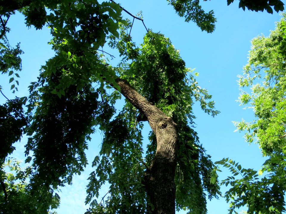 20130817Fraxinus_excelsior_Pendula_2