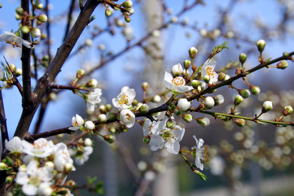 Prunus spinosa white flowers white